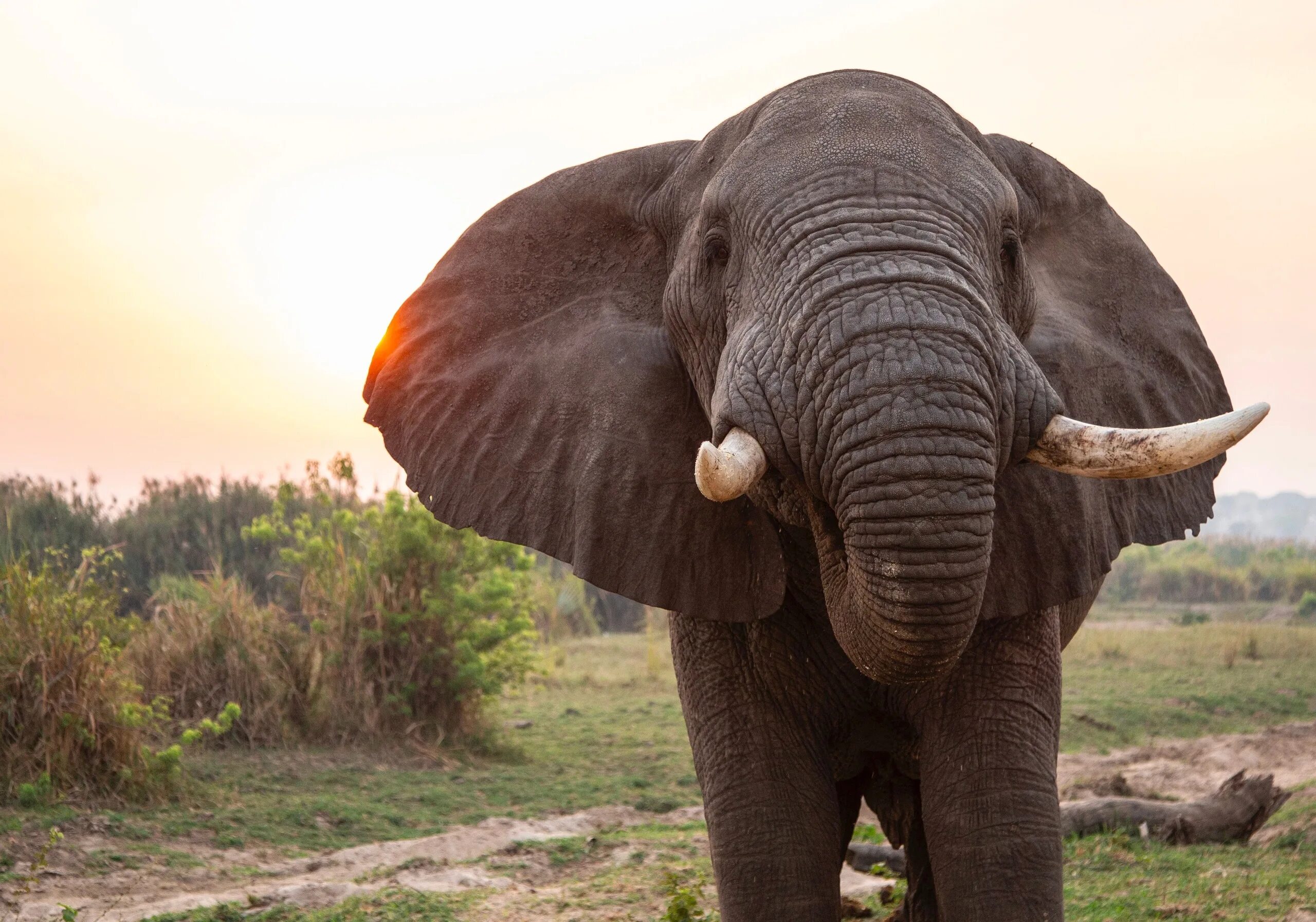 Huge elephant. Слон. Огромный слон. Африканский слон. Самый большой слон.