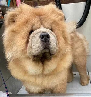 Вели чао чао чао песня