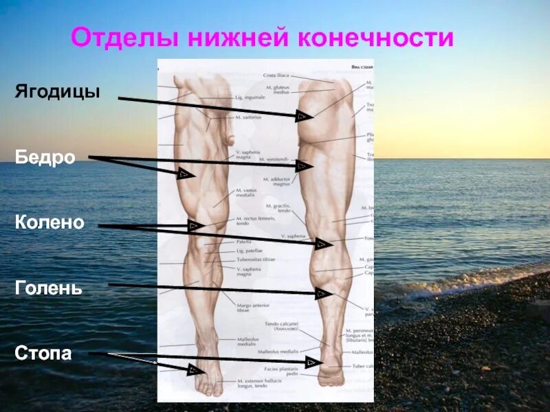 Отделы нижней конечности. Нога человека строение бедро голень. Строение человека бедро голень. Отдели Нижний конечности.