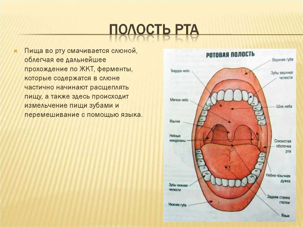 Здесь пища смачивается слюной которая выделяется. В ротовой полости пища измельчается и смачивается слюной. Измельчение пищи в ротовой полости. Расщепление в ротовой полости.