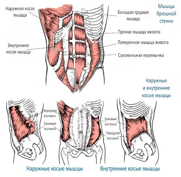 Внутренняя косая мышца живота анатомия. Наружная косая мышца живота схема.