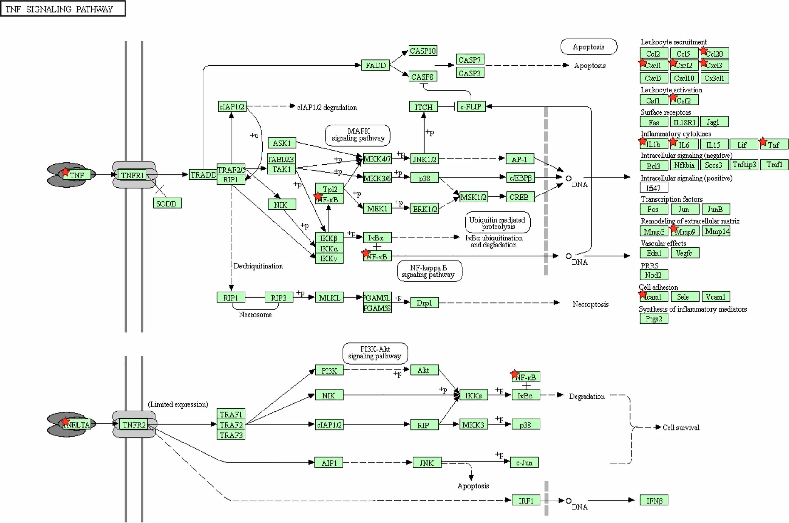Pathways 2. Signaling pathway. intracellular signaling pathways. phosphatidylinositide system in intracellular signaling.. cd86 signaling paths.