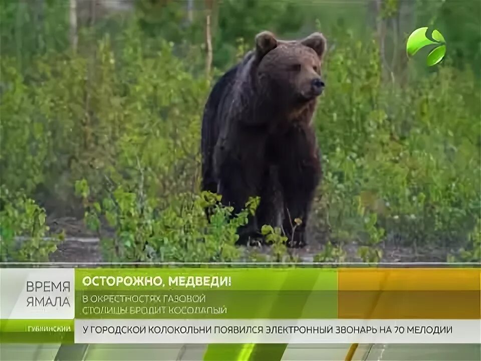 Медведь в новом городе. Медведи в новом уренгое. медведи в уренгое. медверь в новом уренгое. осторожно, медведь!.