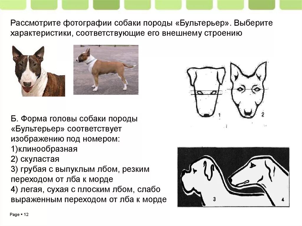 Выберите породы. Строение бультерьера. Клинообразная форма головы у собак породы. Клинообразная форма головы у собак профиль. Скуластая форма головы у собаки.