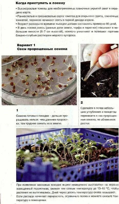 Высадка семян томатов на рассаду. Посеять семена томатов. Проращивание семян томатов. Замоченные семена.