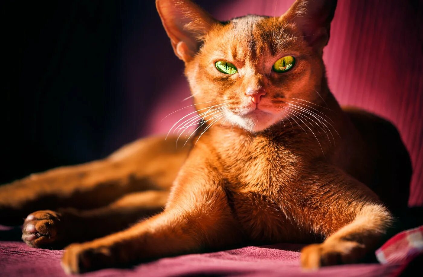 Красная кошка. Рыжая кошка с зелеными глазами. Рыжий кот с зелеными глазами. Огненно рыжий кот с зелеными глазами