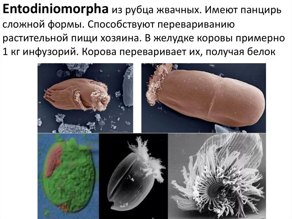Какие функции выполняют микроорганизмы в рубце жвачных. Какие функции выполняют микроорганизмы в рубце жвачных