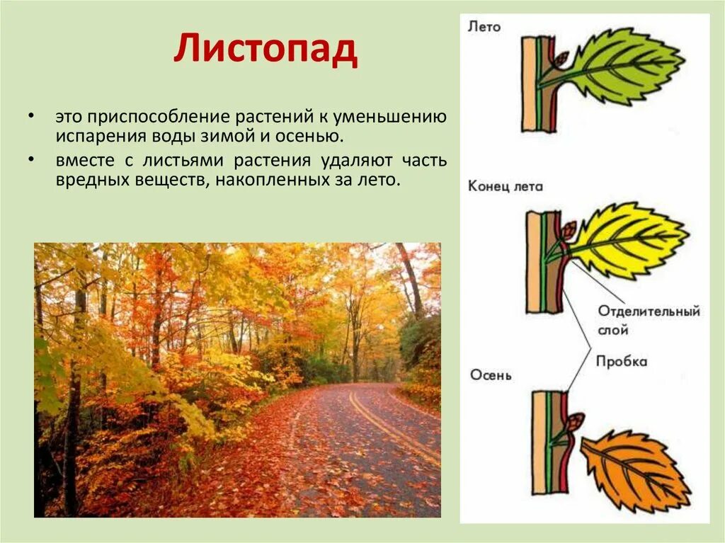 Тест испарение воды листопад. Листопад это приспособление растений к. Листопад. Приспособление растений к уменьшению испарения. Листопад (биология).