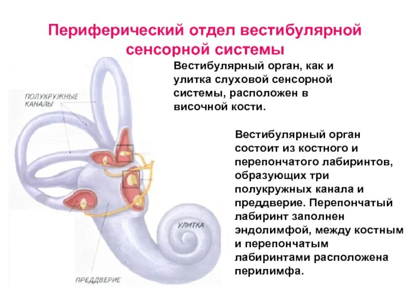 Слуховые стимулы. Вестибулярная система строение вестибулярного аппарата. Функции полукружных каналов вестибулярного аппарата. Функции периферического отдела вестибулярного анализатора. Функции вестибулярной сенсорной системы.