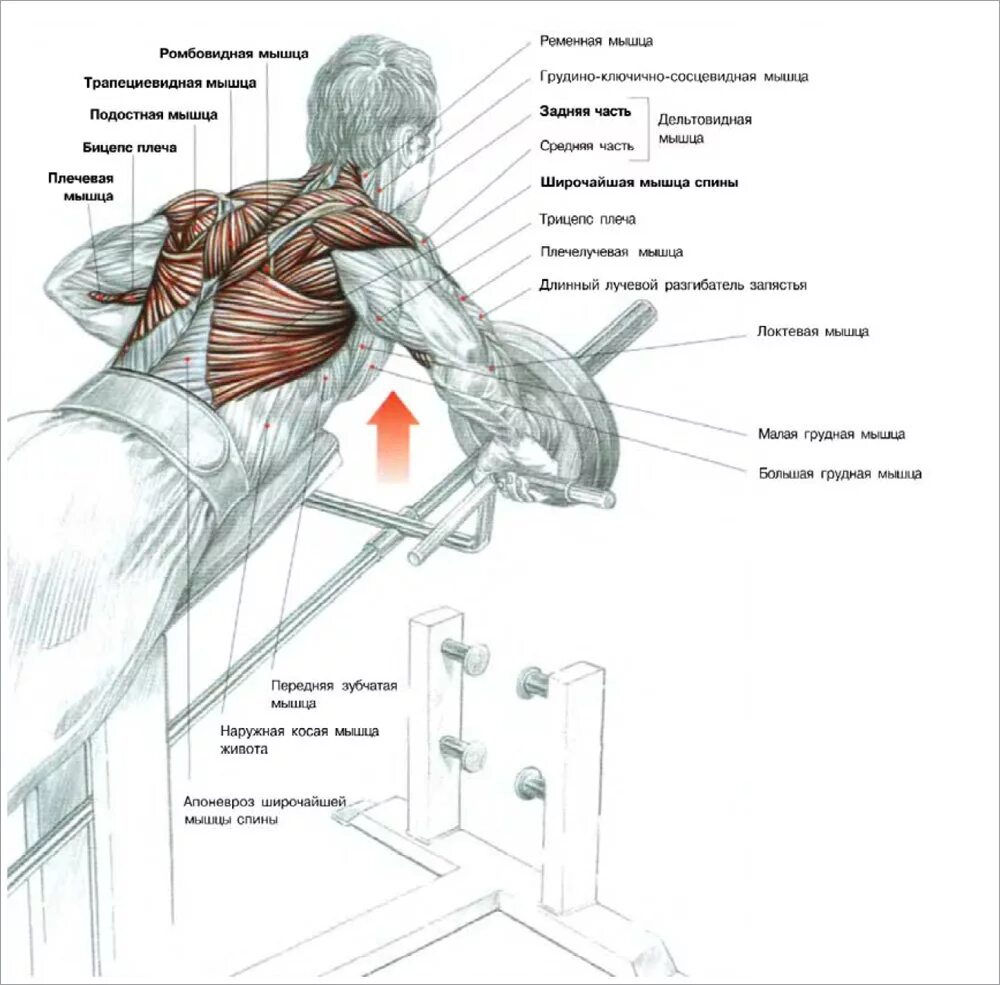 Тяга какие мышцы работают. Трапециевидная мышца спины упражнения. Тяга-т грифа в тренажере с упором для груди. Тяга т-грифа с упором какие мышцы работают. Тяга т образного грифа какие мышцы работают.