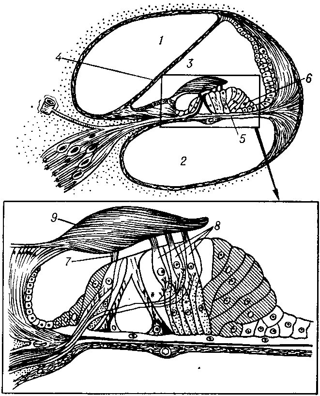 Строение уха Кортиев орган. Внутреннее ухо Кортиев орган. Строение улитки и Кортиева органа. Кортиев орган анатомия уха.
