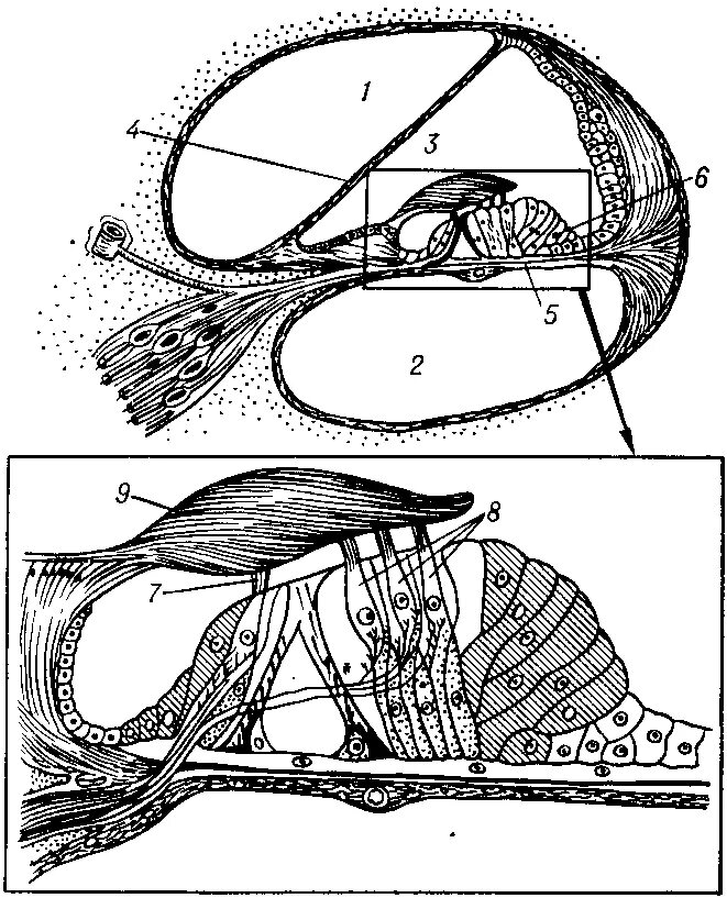 Кортиев орган слуха. Строение уха Кортиев орган. Внутреннее ухо Кортиев орган. Строение улитки и Кортиева органа. Кортиев орган анатомия уха.