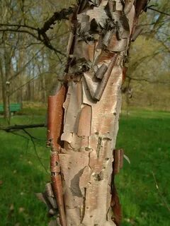 Редкая береза