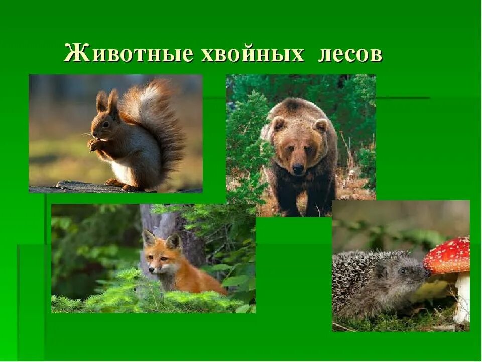 Какие растения и животные есть в лесу. Животные хвойных лесов. животные хвойныз личоы. хвойные леса животные и растения. хвойный лес животные.