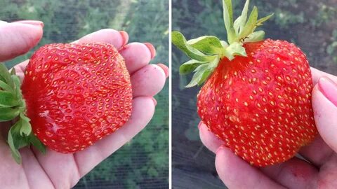 Флер клубника описание и отзывы