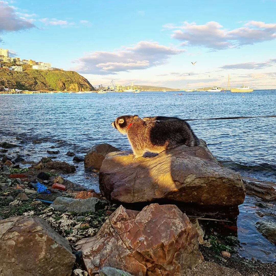 Мохнатоголовая морская собачка. Морская собачка звонимира. Японское море ,японская мохоголовая собачка. Морская собака экскурсии. Морская собачка-сфинкс.