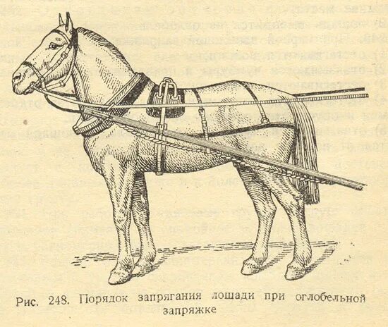 Что такое дышло. Оглобли для лошади. дышло для коней. дышло оглобля. дышло между лошадьми.