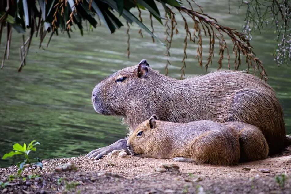 Капибара сельвы. Водосвинка капибара Южной Америки. Капибара в Австралии. Капибара ареал. Толстая жизнь животных