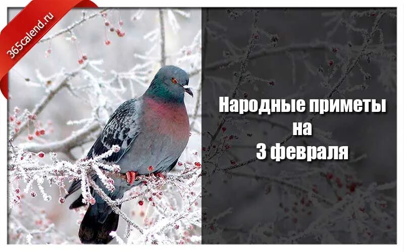 Народные приметы на 2025 г. Приметы февраля. 3 февраля народные приметы. народные приметы на 3 февраля 2025 года. народные приметы на февраль 2025 года.