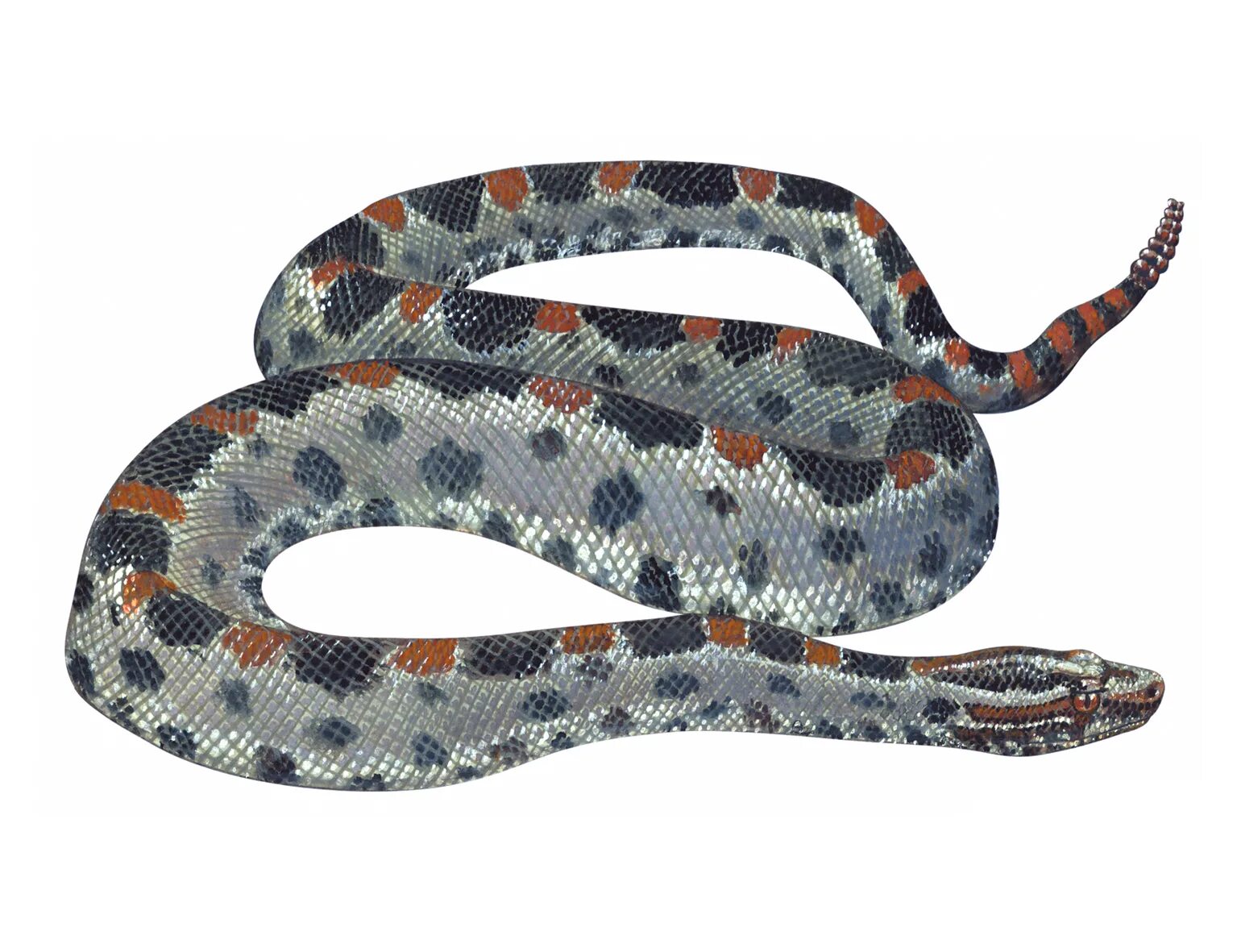 Pygmy Rattlesnake. Мини сумки бочка рептилия или змея.