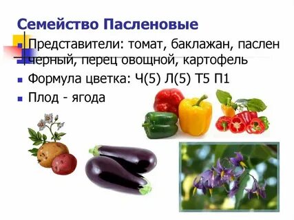 Овощи семейства пасленовых список
