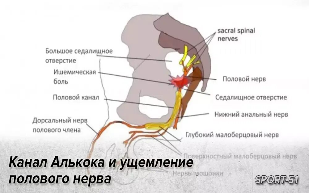 Половой нерв анатомия.