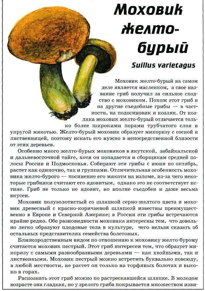 Моховик пестрый, или трещиноватый (лат. Xerocoméllus chrysénteron)