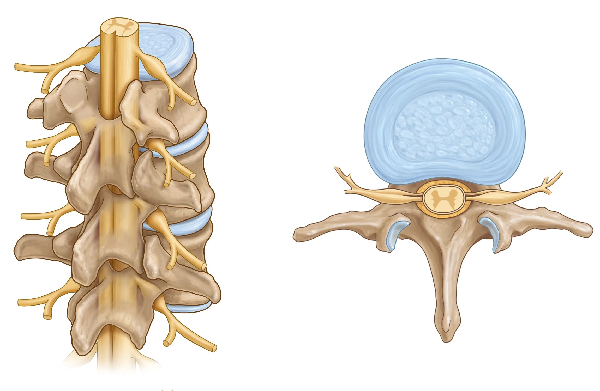 Грыжа мозговых оболочек освобождение нерва. Позвонки человека спинной мозг анатомия. Спинной мозг внутри позвоночника. Спинной мозг в спинномозговом канале. Спинной мозг спинномозговой нерв.