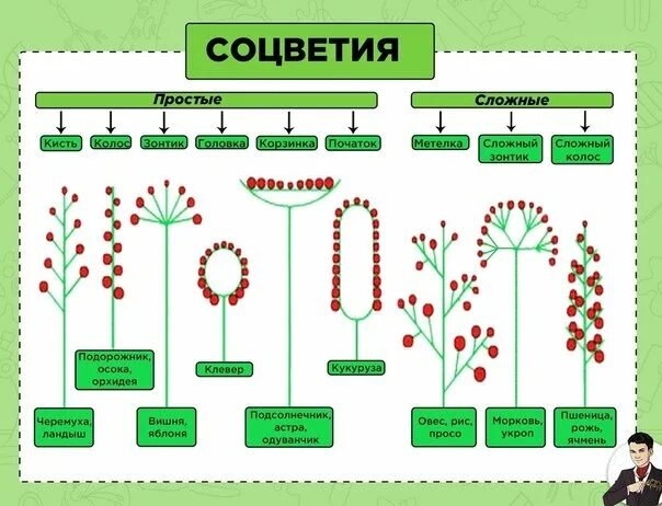 Что нужно чтобы сдать биологию огэ. Соцветия ботаника. шпаргалки по биологии ботаника. ботаника для огэ по биологии. таблицы по ботанике егэ.
