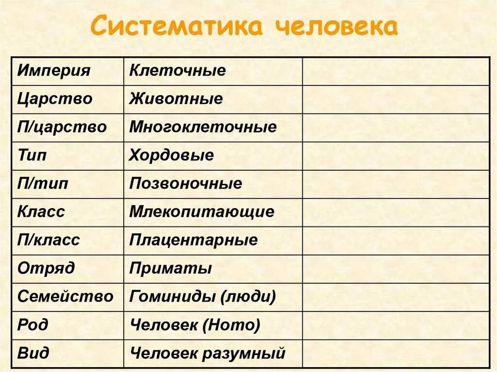 Назови царство. Систематические таксоны человека. Систематическое положение человека Тип класс отряд. Систематика человека биология 5 класс. Систематическое положение человека царство.