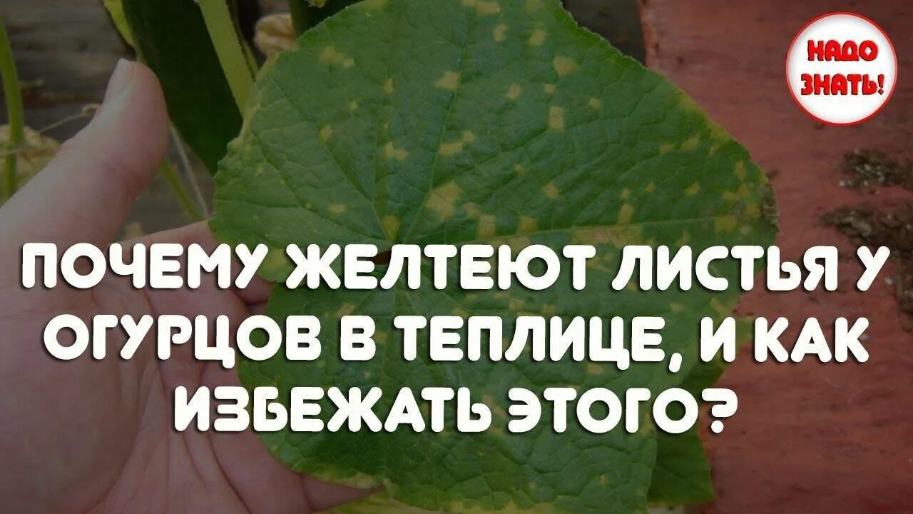 Почему у листьев огурцов желтеют листья. Огурцы в теплице желтеют листья и завязи. желтеет листва у огурцов в теплице причина. почему желтеют листья у огурцов в теплице что делать народные. портятся листья огурцов в теплице.