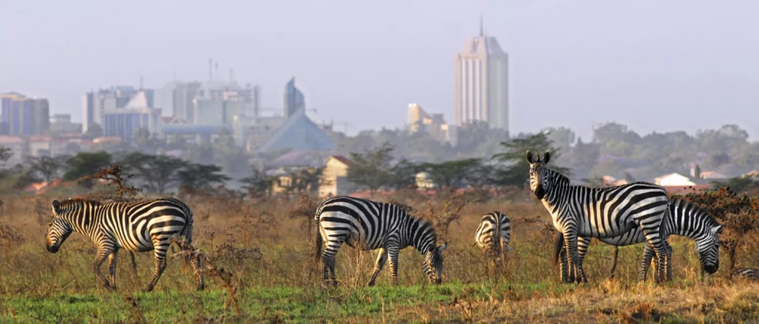 Найроби сафари. Национальный парк Найроби. Кения Найроби. Национальный парк Найроби в Африке. Африканская столица 5