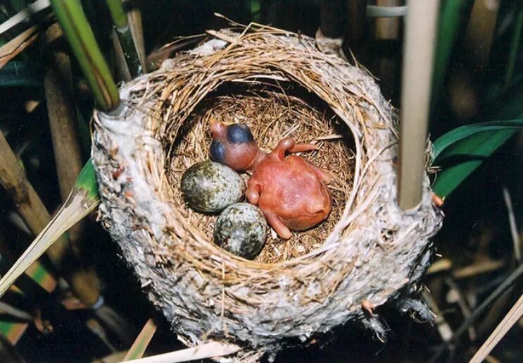 Яйца кукушки фото. Гнездо шпорцевой кукушки. Гнездо с яйцом кукушки. Яйца кукушки в чужом гнезде. Кукушкины яйца в чужом гнезде.