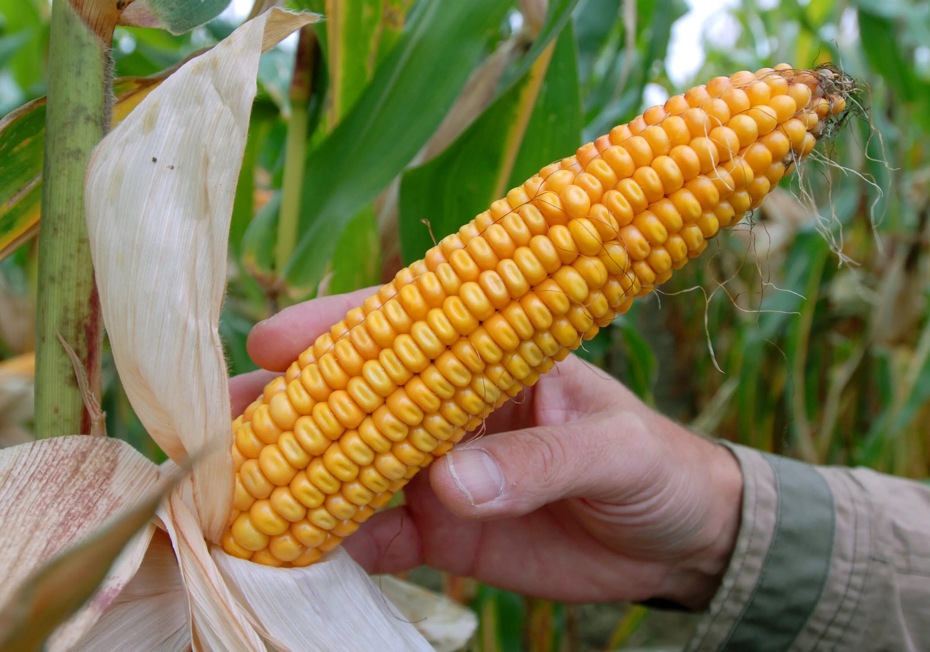 Большая кукурузина. Семена кукурузы Мартен 250. Соцветие кукурузы. Кукуруза початок.