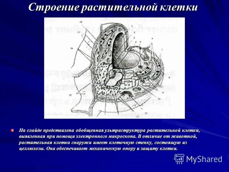 обеспечивает механическую защиту клетки. обеспечивает механическую защиту клетки. обеспечивает механическую защиту клетки. что обеспечивает механическую защиту клеток. ткань обеспечивающая механическую.