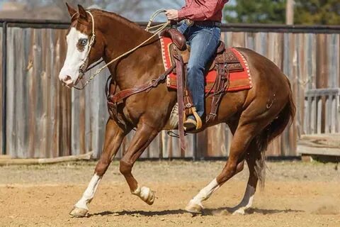 Had hors