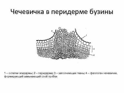 В какой ткани присутствуют чечевички