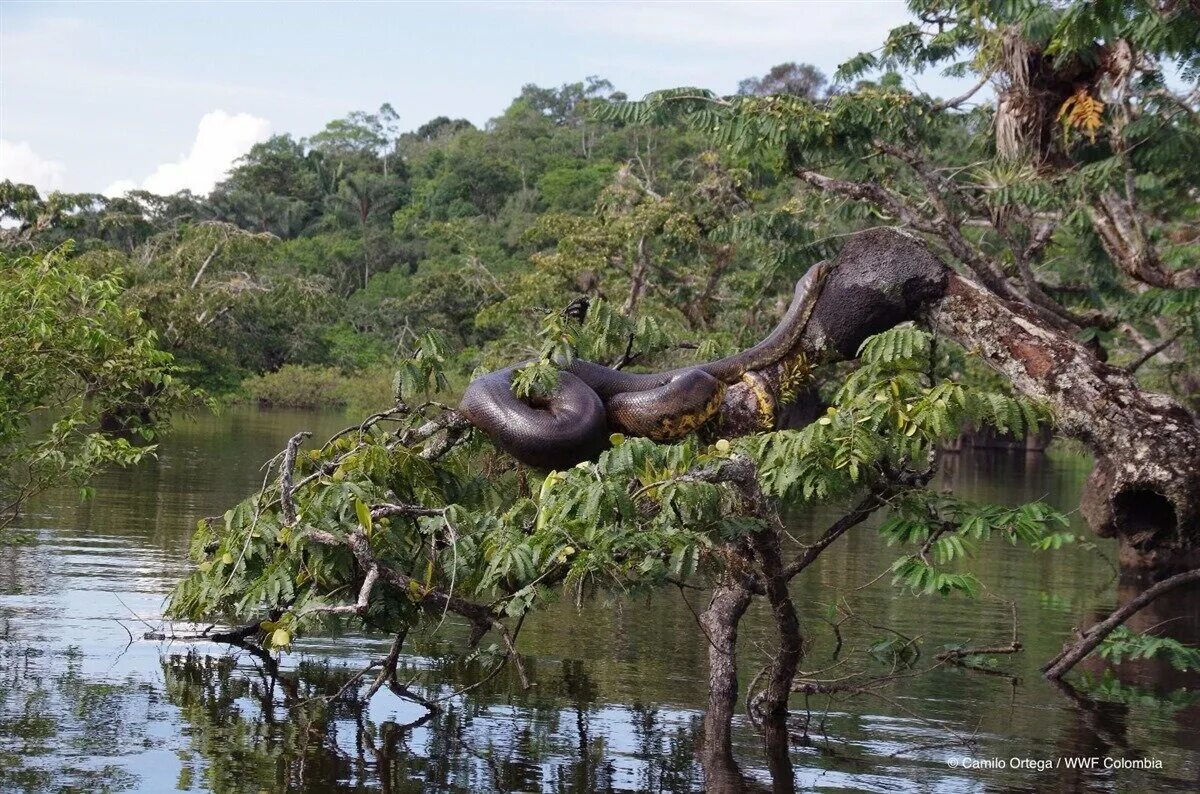 Амазонка дика природа