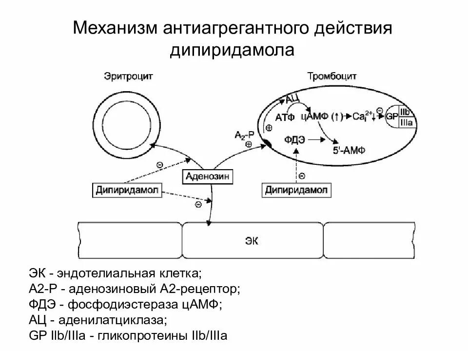 Фосфодиэстеразы механизм. Механизм действия аденозиновых рецепторов. механизм действия цамф в тромбоцитах. блокаторы фосфодиэстеразы механизм действия. схема механизма действия антиагрегантных средств.