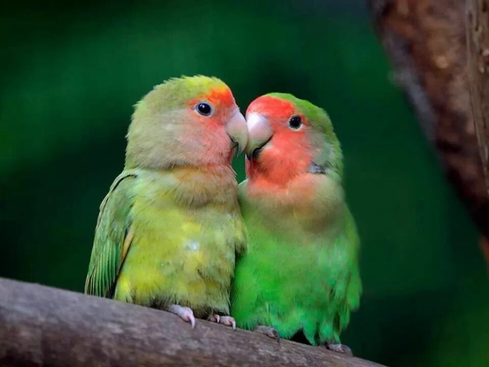 Попугаи неразлучники какаду. The love birds. Попугаи неразлучники персиковые. Попугаи неразлучники любовь. Попугай неразлучник розовощекий.