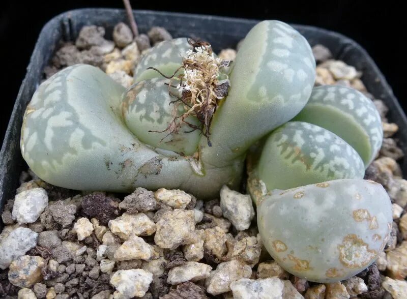 Как поливать литопсы. Литопс Marmorata. Литопс Конофитум. Lithops Marmorata c58. Lithops Marmorata c 260.