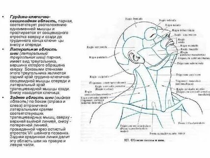Грудино ключично сосцевидная область шеи