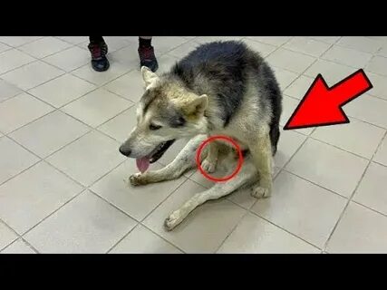 Собака не может встать на лапы причины