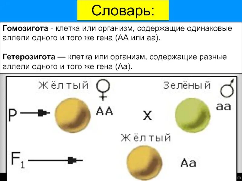 Полное доминирование горох. Скрещивание гороха желтой и зеленой. Опыт Менделя с горохом. Горох зеленый желтый Мендель полное доминирование.