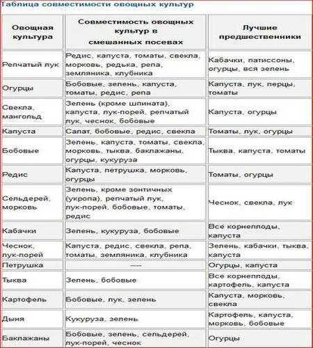 Лук после капусты. Совместимость сидератов и овощей таблица. Сроки посева сидератов таблица. Таблица посева сидератов под культуры. Таблица сидератов по совместимости с овощами.