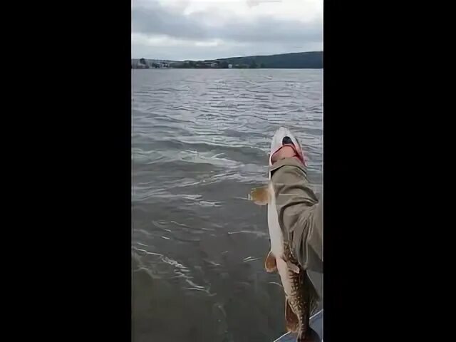 Лови обратно