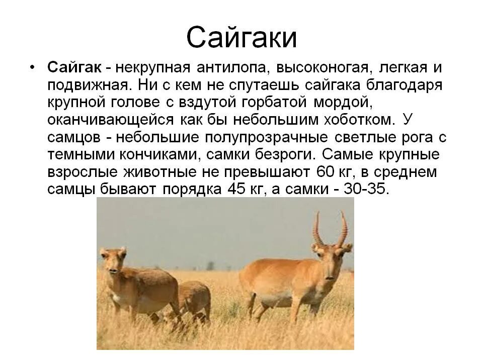 Где обитает сайгак в какой природной. Рассказ о сайгаке. Сайгак рассказ о животном. Животное степи Сайгак. Доклад про сайгака.