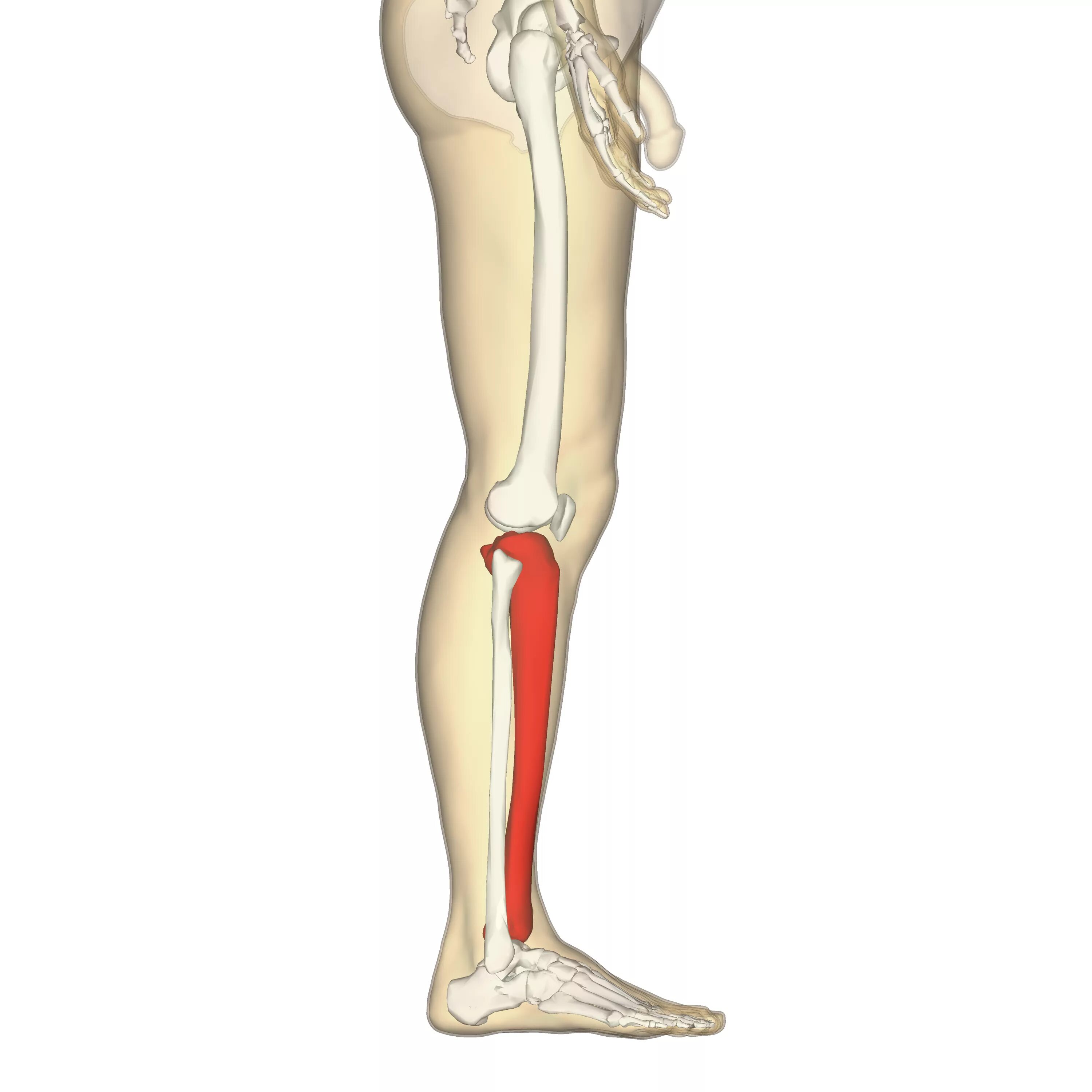 Сильные боли ноги ниже колена причины. Малая берцовая кость болит. Перелом малой берцовой кости. Берцовая кость на ноге человека. Болит большая берцовая кость на ноге.