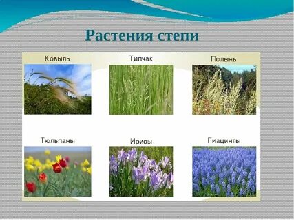 Природная зона степь растительный мир