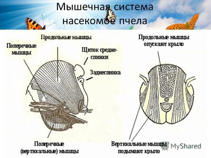 Класс насекомые 7 класс биология внутреннее строение. Мышечная система насекомых. Мышцы крыльев насекомых. Строение мышечной системы насекомых. Органы дыхания – дыхальца и трахеи у животных.